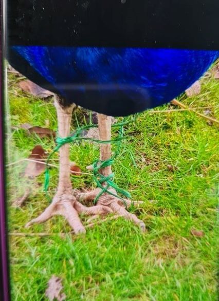 Percy the peacock with legs tied