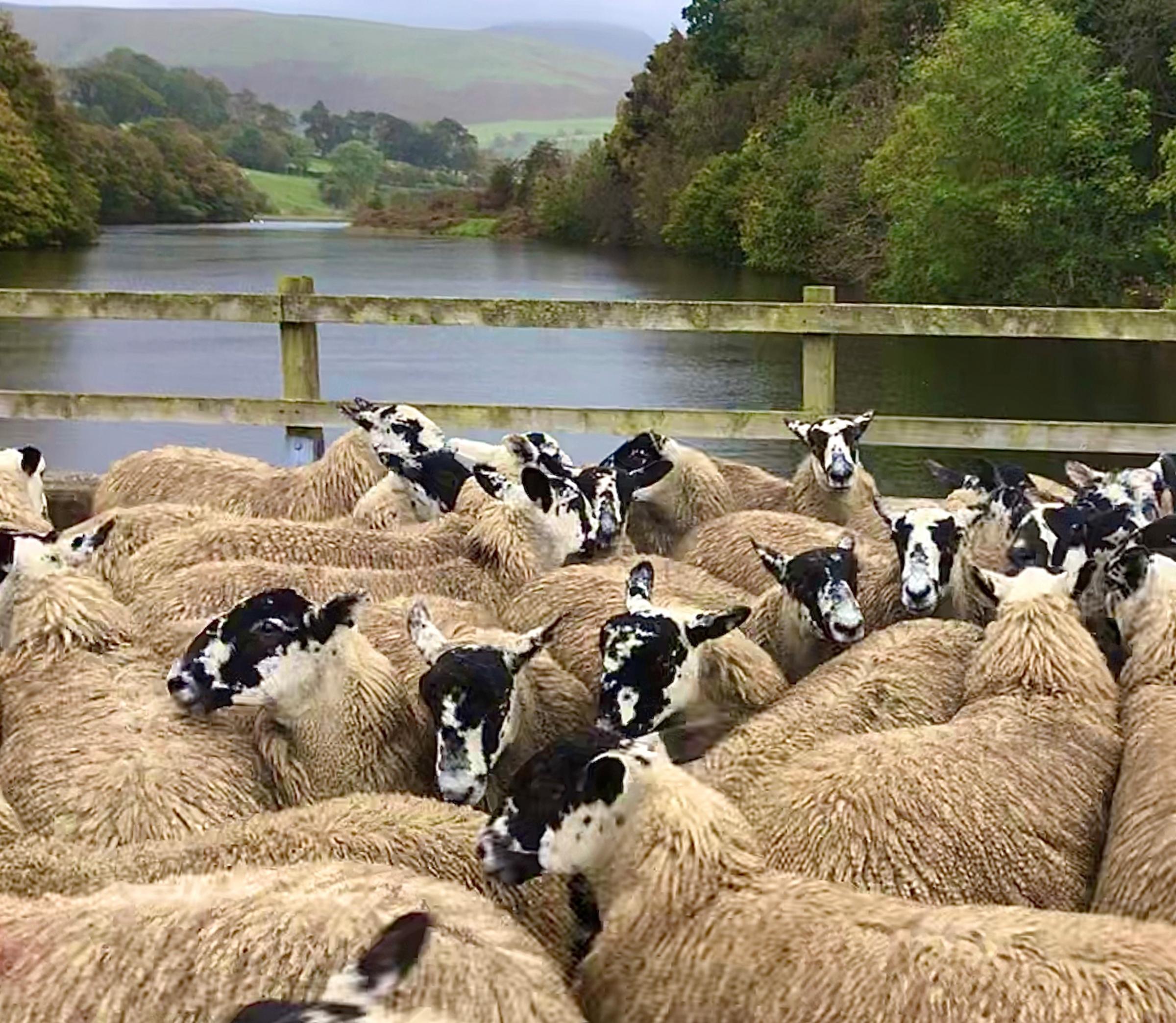 North of England Mule gimmer lambs in Uldale – Picture: Mary Brough