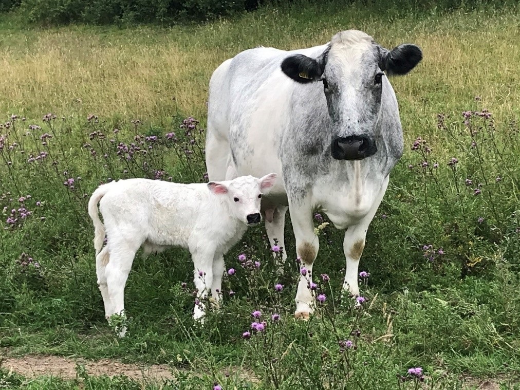 Albion cow and calf 