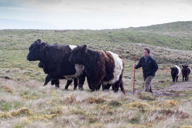 Neil Heseltine and his cattle – Picture: Stephen Garnett