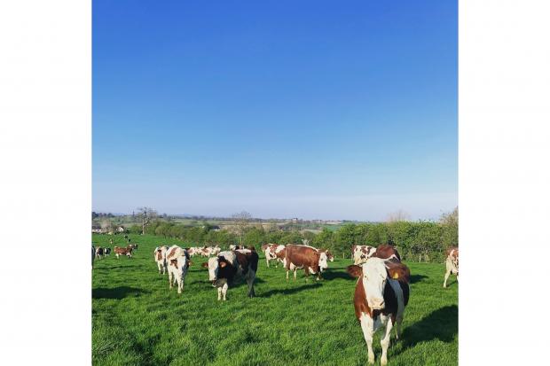 The Worksmans' cows grazing on the outskirts of carlisle