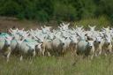 Malcolm Corbett sheep - credit Lleyn Sheep Society 