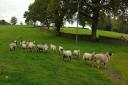 Farmers are needed to help with research into parasite control in hill and upland sheep