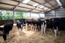Calves can benefit from being given a good-quality milk formula product