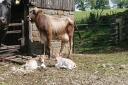 One of the Inglehurst Brown Swiss cows with her newborn twins