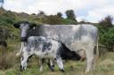 This is the centenary year of the Albion Cattle Society