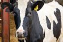 Skipton dairy farmer bids to sell milkshakes made from his herd's milk in vending machines