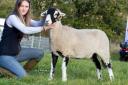Hetty Hutchinson with the supreme champion Swaledale sheep at Langdon Beck Show
