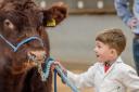 ‘Just a Boy and his Bull’ -  Young George Barker, 6, from Kirbymoorside, giving final instructions to his bull in the young handler classes at Rising Stars Beef Shorthorns Calf Show, Thirsk Mart on Sunday.