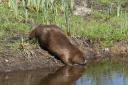 The report says the protected status of beavers should be reviewed