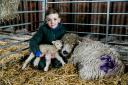 George Chrystal, eight, of Wingate who spent his pocket money buying a Grey Face Dartmoor, who's now had her first lamb Picture: SARAH CALDECOTT