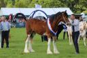 They flocked to a sunny Northumberland Show in their thousands