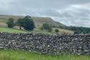 Nature-based farming schemes are being extended in the Yorkshire Dales Picture: LDRS