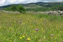 Flower-rich hay meadow in Upper Teesdale