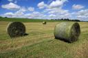 Freshly rolled bales of silage ready to be picked up