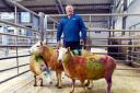 Roger Charnley with his three multi-coloured ewes which raised over £2,000 for Rainbow Trust Children’s Charity