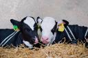Minimising stress in calves is crucial