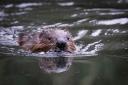 There is no plan to manage the reintroduction of species such as beaver in the UK as it is not a priority for the Government, the Department for Environment, Food and Rural Affairs has said