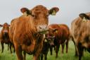 Defra will work with the livestock industry to further reduce methane emissions