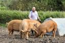 Ryan Perry with some of his herd of rare Tamworth pigs