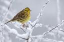 Yellowhammers were recorded at the launch of this year's Bird Farmland Bird Count