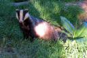 Targeted badger culling could continue in high-risk areas where it is needed to control tuberculosis in cattle