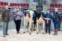 Pictured from left, judge and principal purchaser David Smith, Rachel Nelson and daughter Lily, representing the Goldies and their champion, reserve champion Brian Moorhouse and Helen Whittaker, of co-sponsors Massey Feeds.
