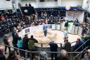 Store prices surge in UK auction marts.