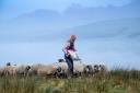 On a misty day, farmers feed their Swaledale sheep Photo by: Wayne Hutchinson