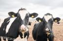 Pedigree dairy heifers fetch £3450 at Gisburn Auction Marts' sale