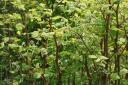There are a total of 3,530 known Japanese knotweed infestations  in Lancashire