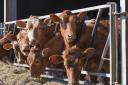 Bovine TB: Trials of skin test and cattle vaccine reach new phase