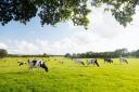 Dairy cooperative Arla has warned of further price rises