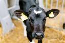 Stress is an important factor when considering pneumonia in calves