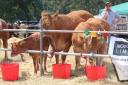 Cattle enjoying a cooling drink