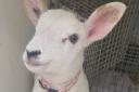 The little lost lamb from Crook now being looked after by the RSPCA