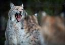 Lynx are a controversial topic