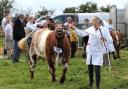 The cattle ring at Egton Show in 2019  Picture: Richard Doughty Photography