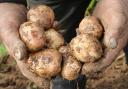 Some of the potatoes harvested.