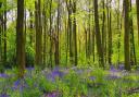 Grants are being offered to support the creation of woodland