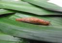 Ban on metaldehyde pellets is causing concern for slug control