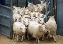 Lamb prices look set to remain buoyant