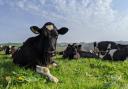 Organic dairy cattle
