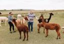 FRUSTRATED: Anne and Russell Lomas with their alpacas