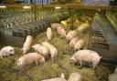 Carbon dioxide shortage adding to ‘tsunami of problems’ facing pig industry
