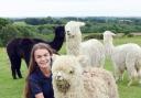 OPEN day: The Woolly Farm founder Amy Armitage-Reay will welcome guests to her alpaca farm this weekend.