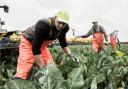 The farming industry is facing a labour shortage
