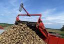 Drought will mean poor quality potato crop and financial losses, farmers say