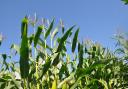 : Conserving good maize silage could be key for helping to head off winter forage shortfalls