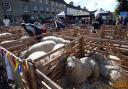 A previous Masham Sheep Fair. The event takes place in the market square this weekend